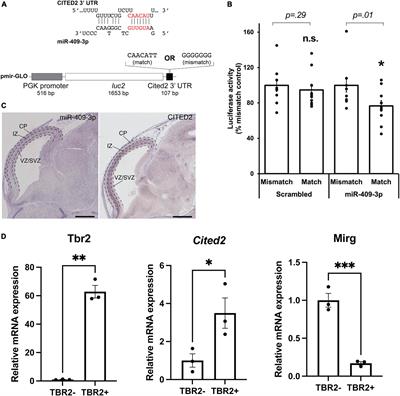 miR-409-3p represses Cited2 to refine neocortical layer V projection neuron identity